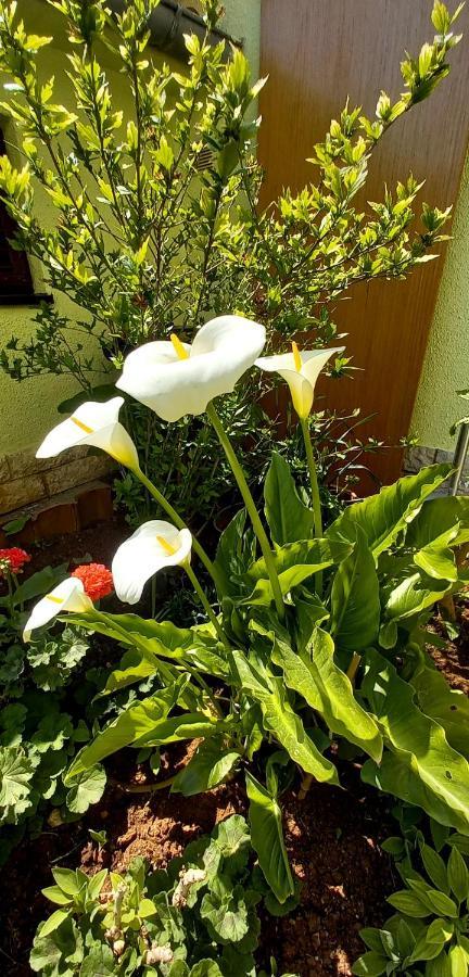 Holiday home Matosevic Medulin